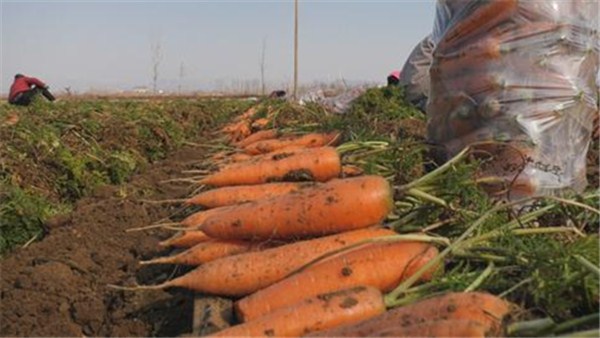 看郟縣小小胡蘿卜如何“長”成鄉(xiāng)村振興大產(chǎn)業(yè)