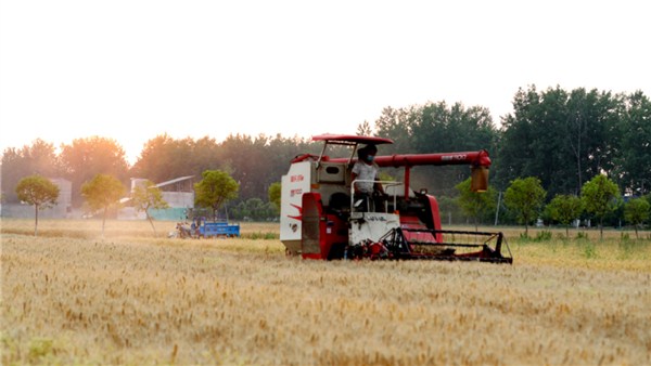 河南麥收新圖景 | 河南將對因疫情無法返鄉(xiāng)農(nóng)民開展代