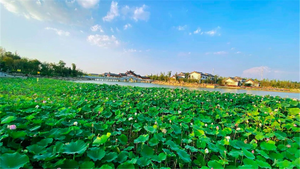 鄉(xiāng)村振興看河南丨商丘睢縣：栽下梧桐樹，引得鳳凰來