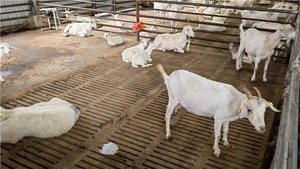 鄉(xiāng)村振興看河南丨沈丘縣：帶你認識最標(biāo)準(zhǔn)的山羊胡