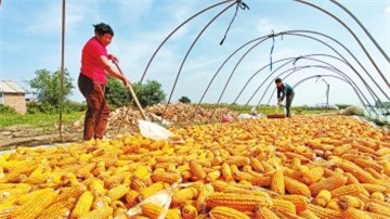 10798萬畝！截至10月11日17時(shí) 河南秋收超九成