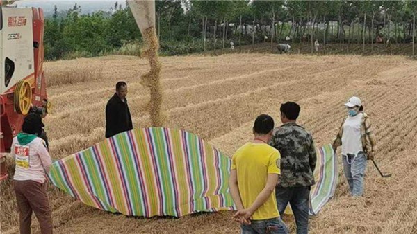 河南麥收新圖景丨寶豐縣李莊鄉(xiāng)：小麥開鐮收割 夏糧豐收