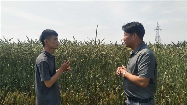 河南麥收新圖景丨郟縣長橋鎮(zhèn)：小麥比人高 增產(chǎn)又高效