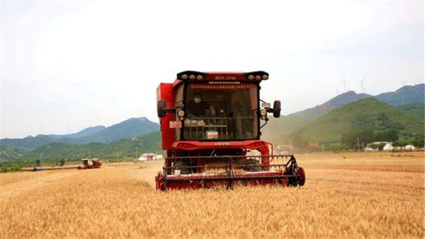 河南麥收新圖景 | 駐馬店驛城區(qū)小麥開鐮收割 確保顆粒