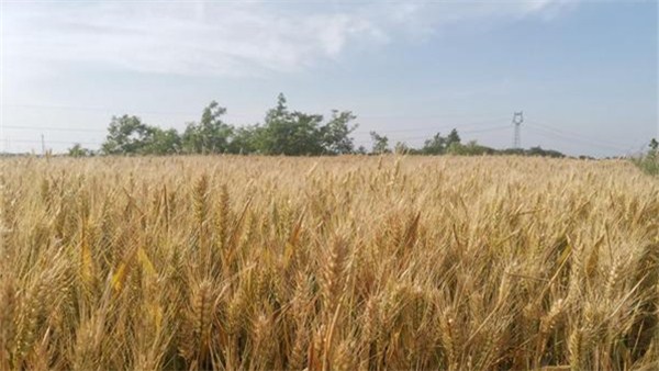 河南麥收新圖景丨羅山：綠色種養(yǎng) 開啟生態(tài)循環(huán)農(nóng)業(yè)新模