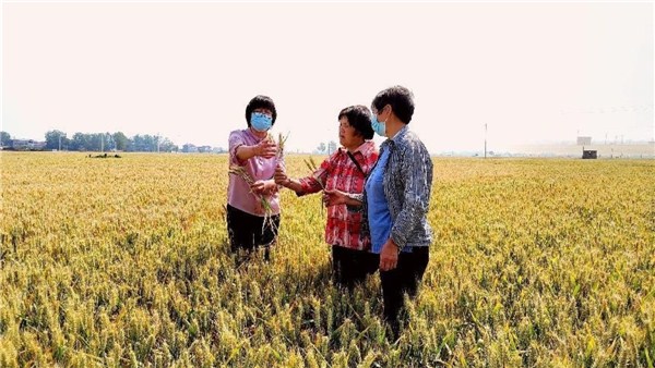  河南麥收新圖景丨預計畝產(chǎn)920多斤，開封杞縣小麥豐收在