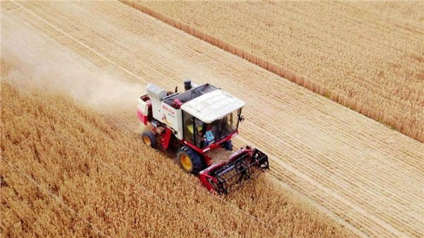  河南麥收新圖景 | 組圖！孟州8000臺農(nóng)機戰(zhàn)“三夏”