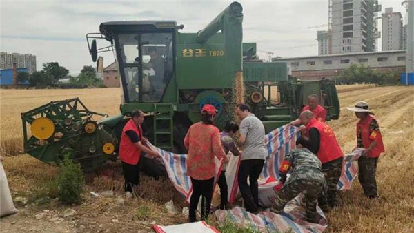  河南麥收新圖景丨“三夏”麥收季，博愛“志愿紅”成就