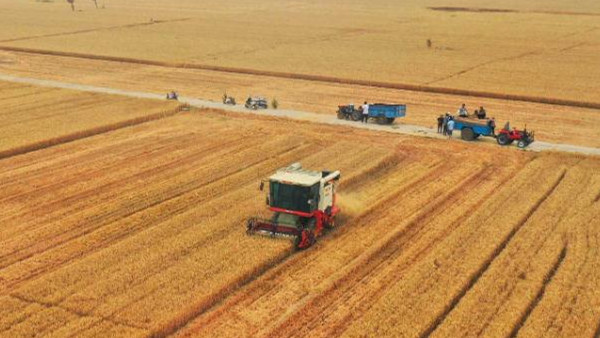 河南麥收新圖景 | 這場短時強降雨為何在農(nóng)業(yè)專家眼中