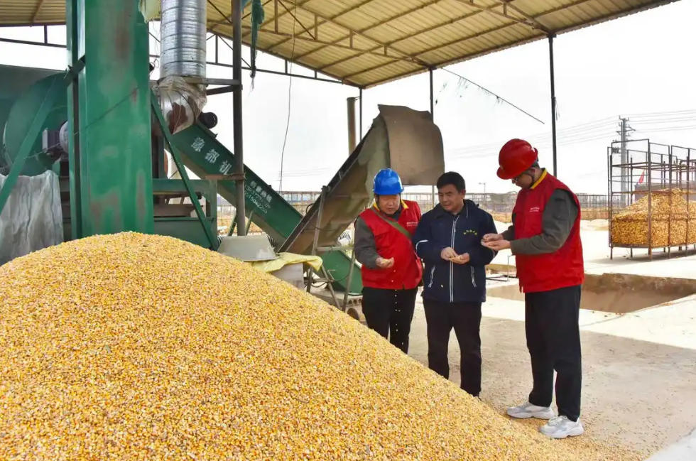 河南濮陽供電公司保電服務隊走訪濮陽市范縣辛莊鎮(zhèn)逸農(nóng)農(nóng)業(yè)科技有限公司糧食烘干點，加強用電設備檢查與安全指導。（盧莎莎）